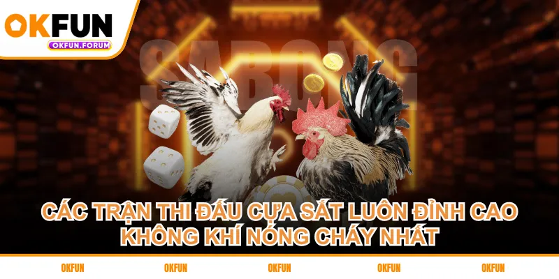 Các trận thi đấu cựa sắt luôn đỉnh cao, không khí nóng cháy nhất